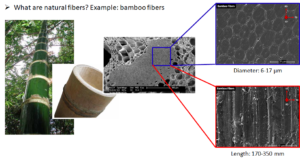 Example of Natural Fibers: Bamboo
